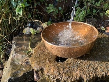 Wellness Session Single: Inner Landscape — Plant Spirit Guided Meditation
