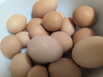 Selling with online payment: Fresh Farm-Raised Brown Chicken Eggs - Local Backyard Hens