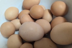 Selling with online payment: Fresh Farm-Raised Brown Chicken Eggs - Local Backyard Hens