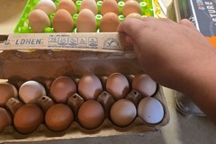 Selling with In-person Payment: Farm fresh eggs straight from the chicken 