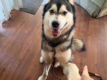   : Loki