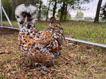 Selling with online payment: 6+ NPIP Certified Silkie Hatching Eggs. Frizzles/Satins/Showgirls