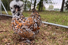 Selling with online payment: 6+ NPIP Certified Silkie Hatching Eggs. Frizzles/Satins/Showgirls