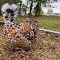 Selling with online payment: 6+ NPIP Certified Silkie Hatching Eggs. Frizzles/Satins/Showgirls