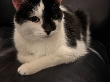   : Oreo