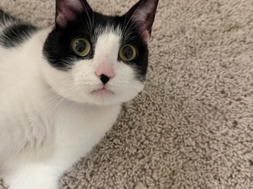   : Vanilla Bean