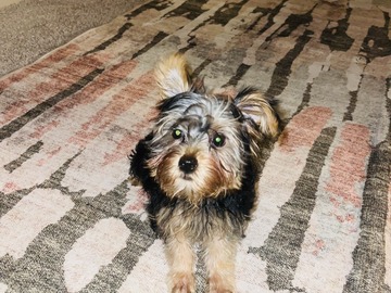   : Luna