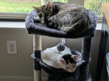   : Oreo and Hudson 