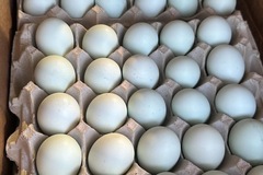 Selling with In-person Payment: Heirloom Eggs Blue