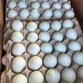 Selling with In-person Payment: Heirloom Eggs Blue