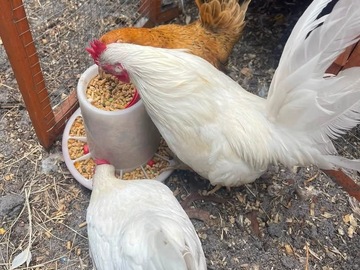 Selling with online payment: Serama Eggs (Frizzle and Smooth) 18+++