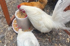 Selling with online payment: Serama Eggs (Frizzle and Smooth) 18+++