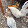 Selling with online payment: Serama Eggs (Frizzle and Smooth) 18+++