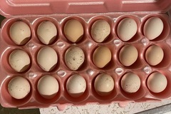 Selling with online payment: Serama Eggs (Frizzle and Smooth) 18+++