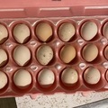 Selling with online payment: Serama Eggs (Frizzle and Smooth) 18+++