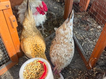 Selling with online payment: Serama Eggs (Frizzle and Smooth) 18+++