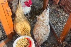 Selling with online payment: Serama Eggs (Frizzle and Smooth) 18+++