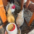 Selling with online payment: Serama Eggs (Frizzle and Smooth) 18+++
