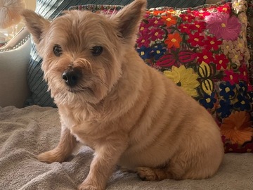   : Samson
