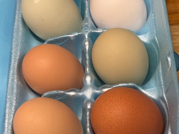 Selling with online payment: Spoiled chickens, roam free, eat organic, and live loved.