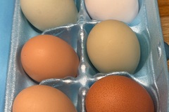 Selling with online payment: Spoiled chickens, roam free, eat organic, and live loved.