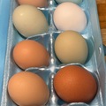 Selling with online payment: Spoiled chickens, roam free, eat organic, and live loved.