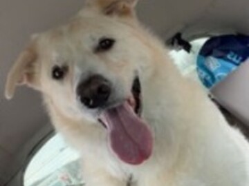   : Diesel