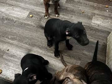   : Bumi, Ekee, Meelo, Bule 