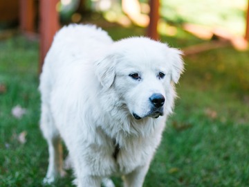   : Ollie