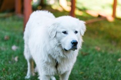  : Ollie