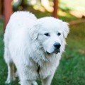   : Ollie