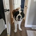   : Duke