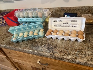 Selling with online payment: Farm fresh Easter eggers and Hyline browns 