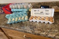 Selling with online payment: Farm fresh Easter eggers and Hyline browns 