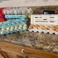 Selling with online payment: Farm fresh Easter eggers and Hyline browns 