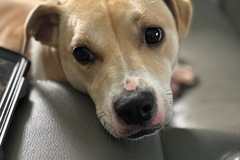   : Butterscotch