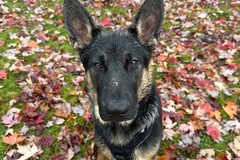   : Taz