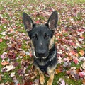   : Taz