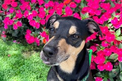   : Tessa