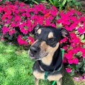   : Tessa