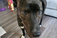   : Beau 