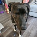  : Beau 