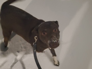   : Trotter