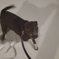   : Trotter