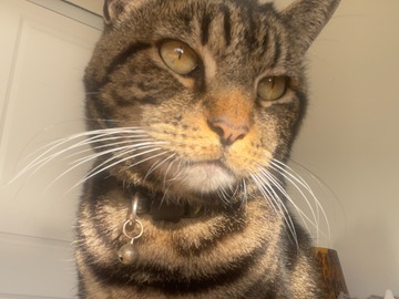   : Cleo