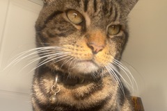   : Cleo