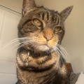   : Cleo