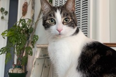   : Peanut