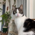   : Peanut