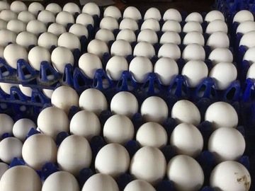 Selling with online payment: Egg selling 